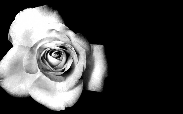 White rose black background christopher free wallpaper for desktop - medium preview image
