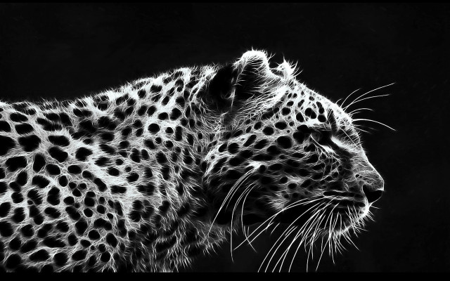 Leopard black white photo distant free wallpaper for desktop - medium preview image