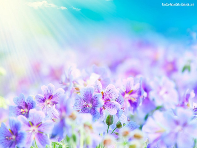 Purple flowers sunlight clouds blue free wallpaper for desktop - medium preview image