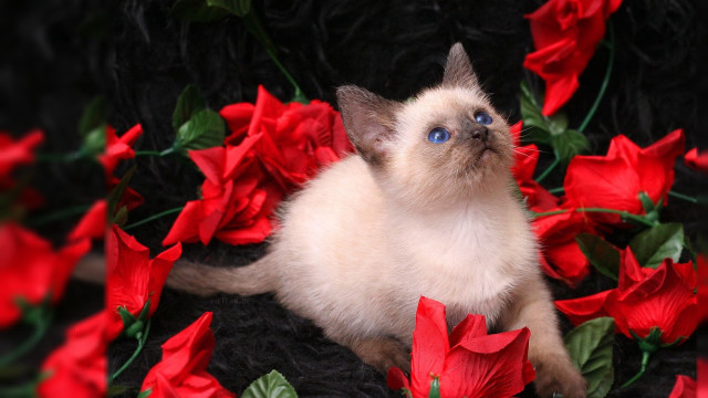 Cat red flowers blue eyes free wallpaper for desktop - medium preview image