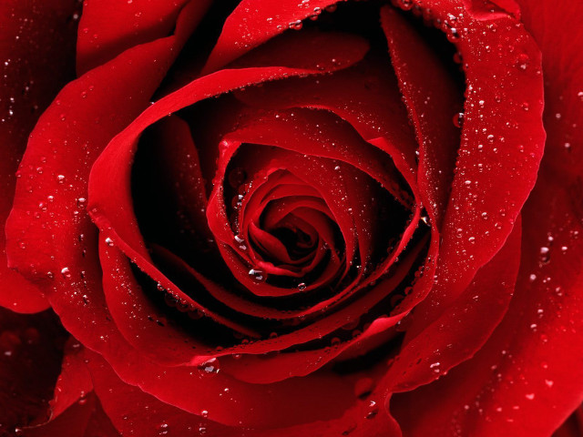 Red rose macro waterdrops night free wallpaper for desktop - medium preview image