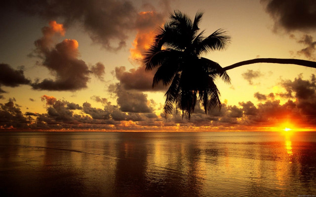 Sunset palm tree boat ocean free wallpaper for desktop - medium preview image