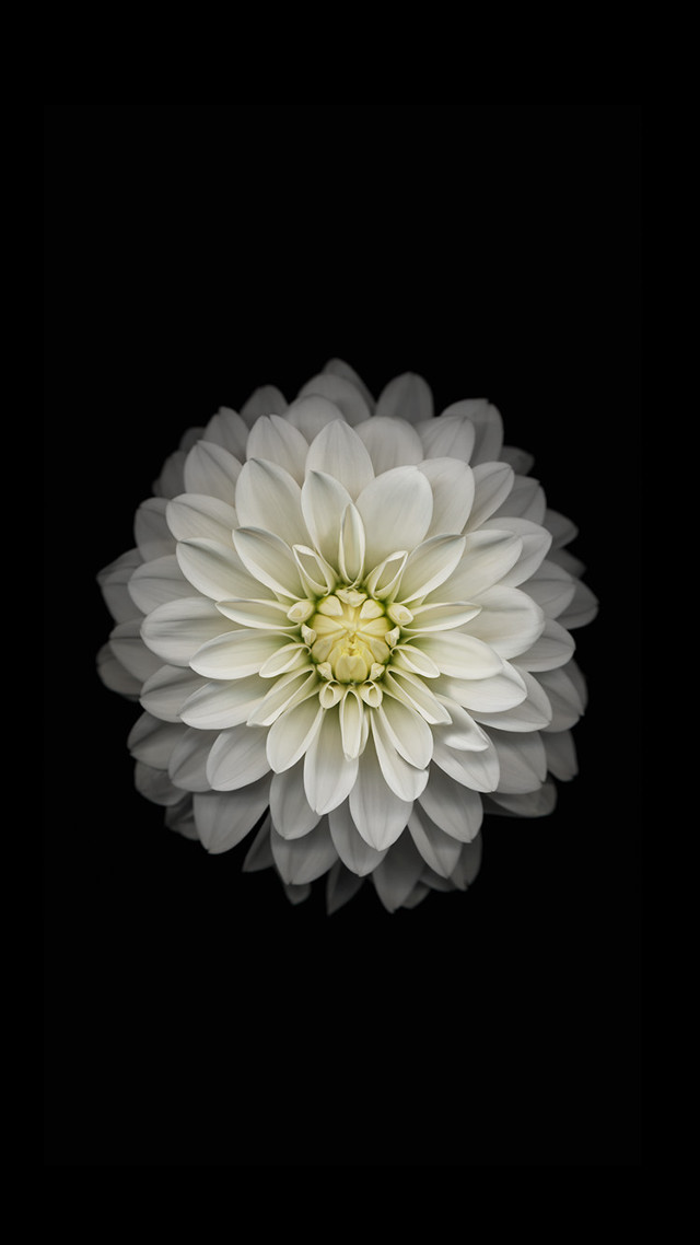 White flower dark background black free wallpaper for mobile - medium preview image