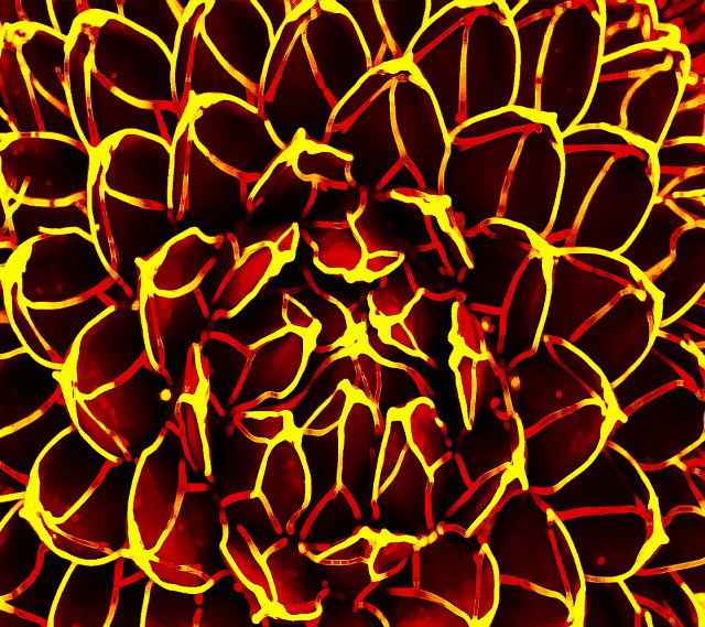 Large yellow red flower close free wallpaper for tablet - medium preview image