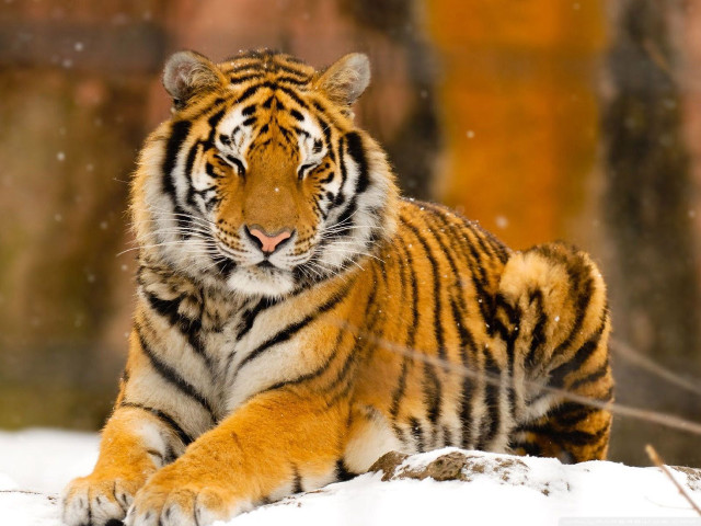 Tiger laying snow zoo enclosure free wallpaper for desktop - medium preview image