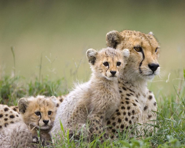 Cheetah cubs grass together playful free wallpaper for desktop - medium preview image