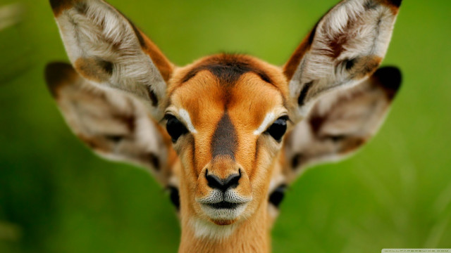 Deer closeup green background blurry free wallpaper for desktop - medium preview image