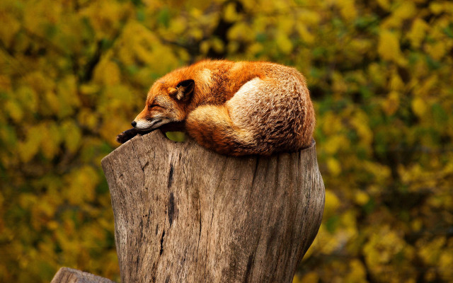 Red fox curled tree stump free wallpaper for desktop - medium preview image