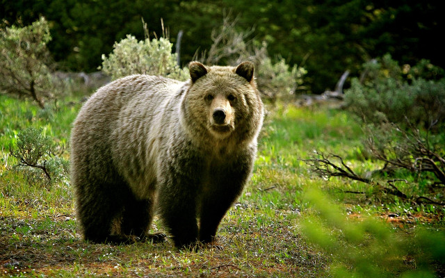 Brown bear walking forest grass free wallpaper for desktop - medium preview image