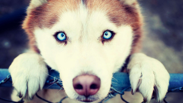 Husky blue eyes fence paws free wallpaper for desktop - medium preview image