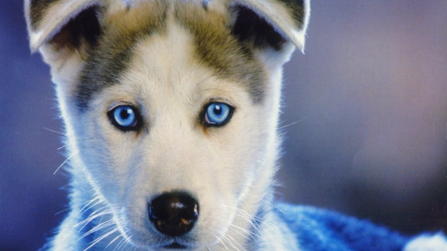 Dog blue eyes blanket close free wallpaper for desktop - medium preview image
