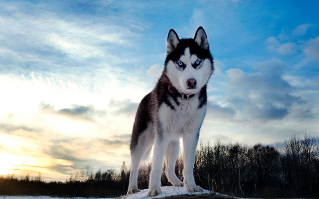 Husky sculpture sunset blue sky free wallpaper for desktop - medium preview image