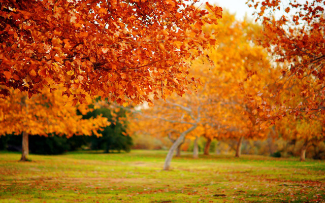 Park orange leaves bench trees free wallpaper for desktop - medium preview image