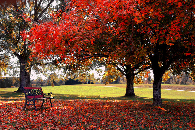 Park bench red leaves tree free wallpaper for desktop - medium preview image