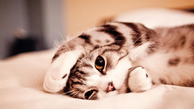 Cat laying on bed paws free wallpaper for desktop - medium preview image