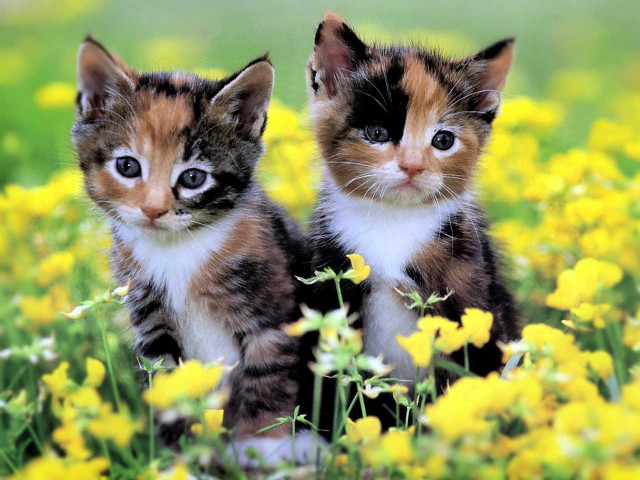 Kittens yellow flowers grass sitting free wallpaper for desktop - medium preview image