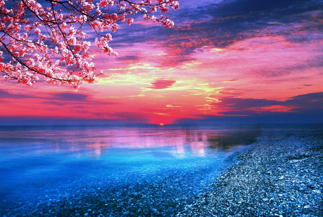 Sunset water tree pink sky free wallpaper for desktop - medium preview image