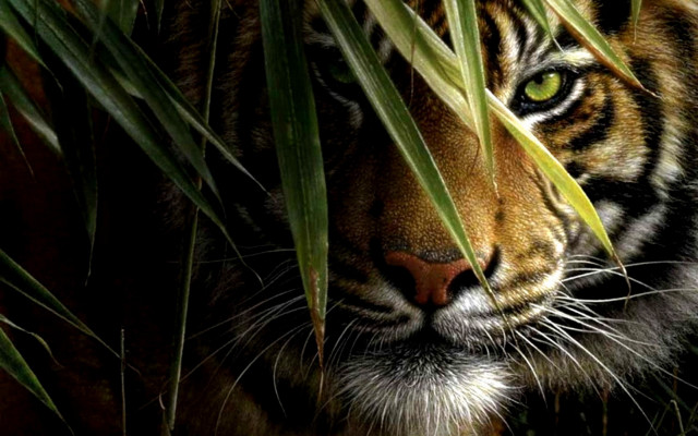 Tiger hiding tall grass serious #3 free wallpaper for desktop - medium preview image