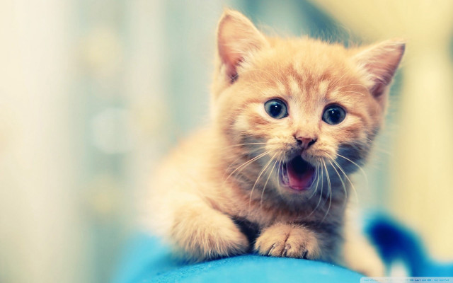Surprised kitten blue surface mouth free wallpaper for desktop - medium preview image