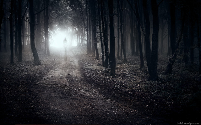 Person walking path woods night free wallpaper for desktop - medium preview image