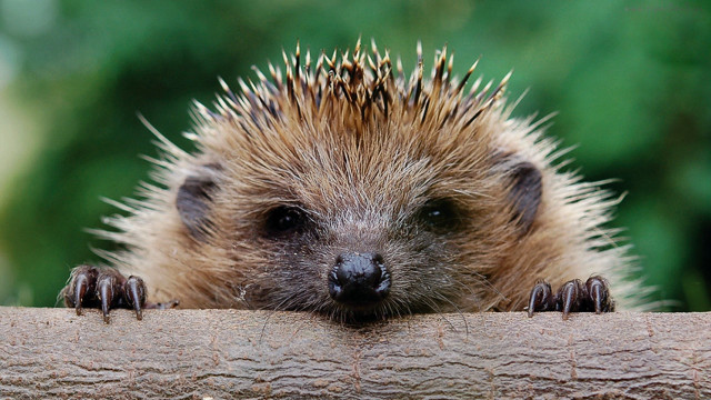 Hedgehog peeking over log head free wallpaper for desktop - medium preview image