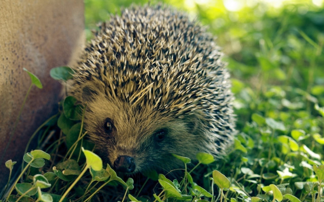 Hedgehog walking grass near wall free wallpaper for desktop - medium preview image