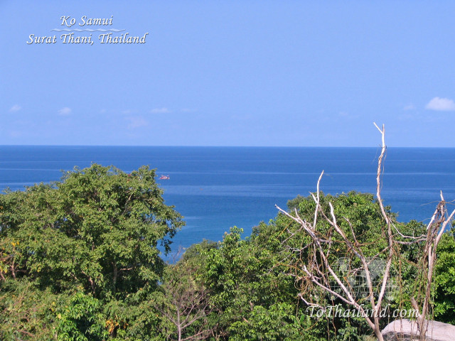 Ocean view hilltop trees foreground free wallpaper for desktop - medium preview image