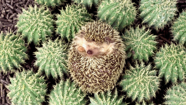 Hedgehog cactus ecological art award free wallpaper for desktop - medium preview image