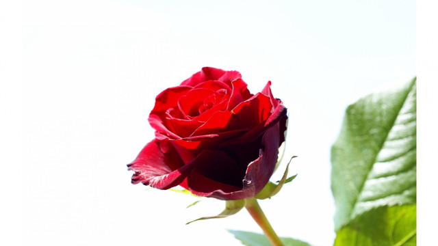 Red rose green leaf blurry free wallpaper for desktop - medium preview image