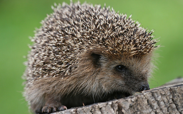 Hedgehog tree trunk sad look free wallpaper for desktop - medium preview image