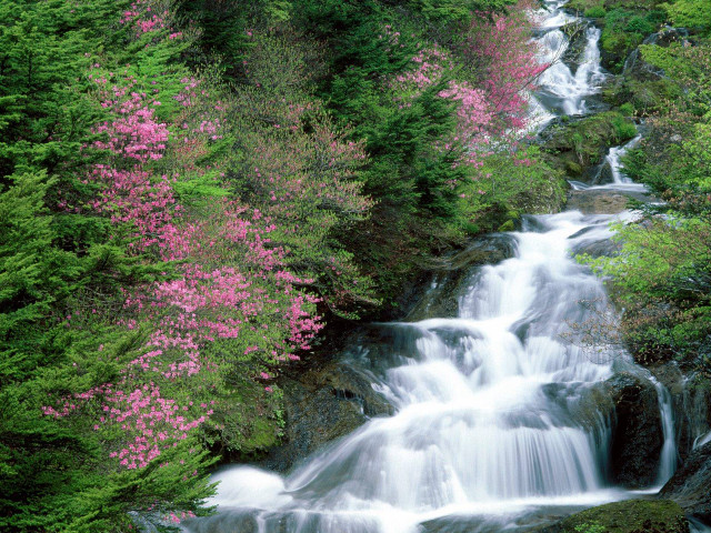Waterfall forest pinkflowers green nature free wallpaper for desktop - medium preview image