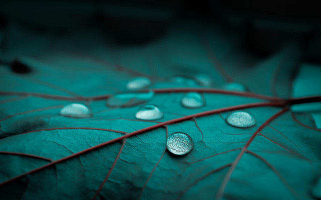 Leaf water droplets nature green free wallpaper for desktop - medium preview image