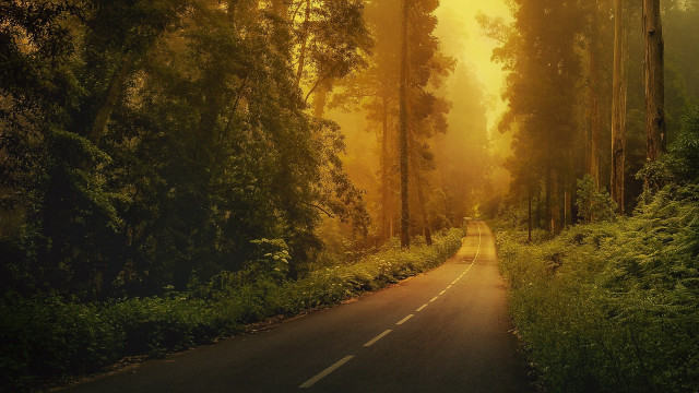 Forest road trees yellow sky #2 free wallpaper for desktop - medium preview image