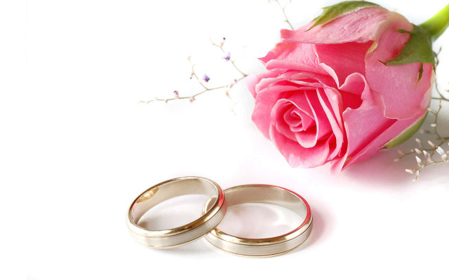 Wedding rings rose white background #3 free wallpaper for desktop - medium preview image