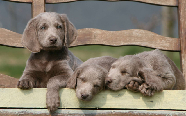 Three puppies laying wooden bench free wallpaper for desktop - medium preview image