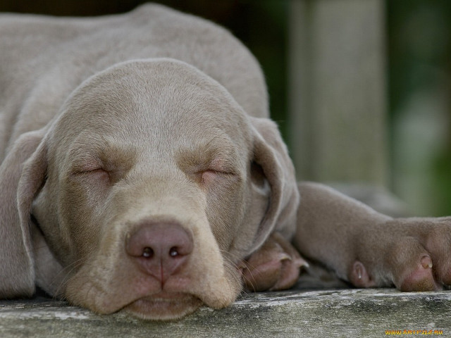 Dog sleeping concrete surface eyes free wallpaper for desktop - medium preview image