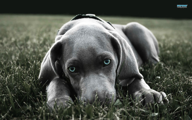 Dog blue eyes collar grass free wallpaper for desktop - medium preview image