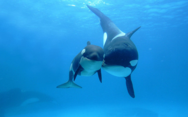 Orca whales swimming kissing underwater free wallpaper for desktop - medium preview image