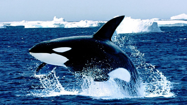 Whale jumping icebergs ocean blue free wallpaper for desktop - medium preview image