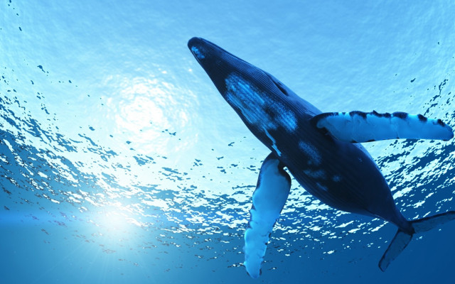 Whale swimming ocean sunlight bubbles free wallpaper for desktop - medium preview image