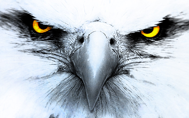 White eagle yellow eyes black free wallpaper for desktop - medium preview image