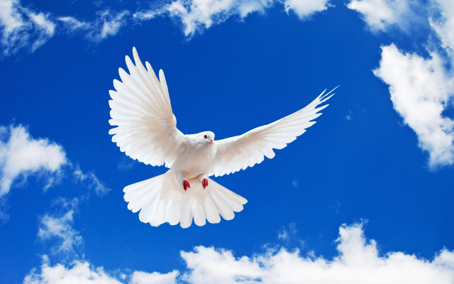White dove red wing blue free wallpaper for desktop - medium preview image