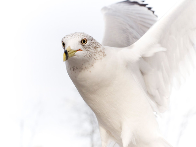 White bird flying wings angel free wallpaper for desktop - medium preview image