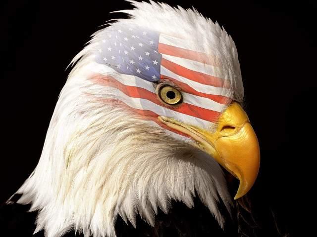 Bald eagle flag black background free wallpaper for desktop - medium preview image