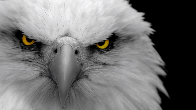Bald eagle yellow eyes black free wallpaper for desktop - medium preview image