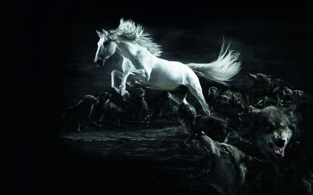White horse wild animals full free wallpaper for desktop - medium preview image