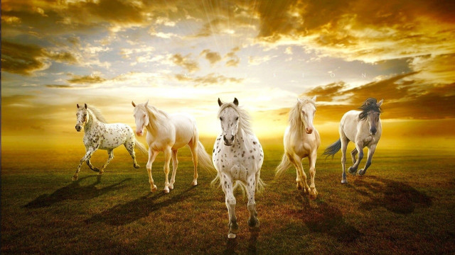 Horses running field sunset clouds free wallpaper for desktop - medium preview image