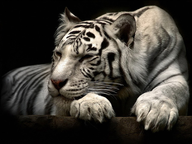 White tiger relaxing marble sculpture free wallpaper for desktop - medium preview image