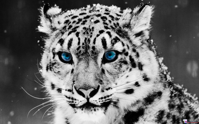 Snow leopard blue eyes snow #2 free wallpaper for desktop - medium preview image
