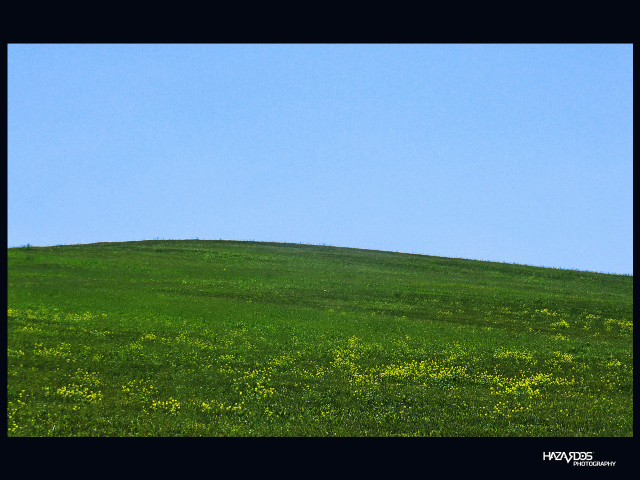 Lone horse grassy hill blue free wallpaper for desktop - medium preview image